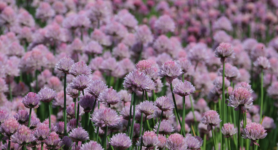 淡いピンク色の花はチャイブです