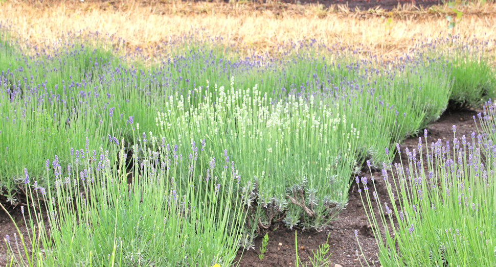 白いラベンダーも開花が楽しみです