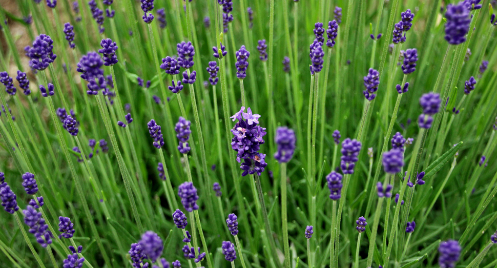 濃紫早咲が開花し始めているのを発見！