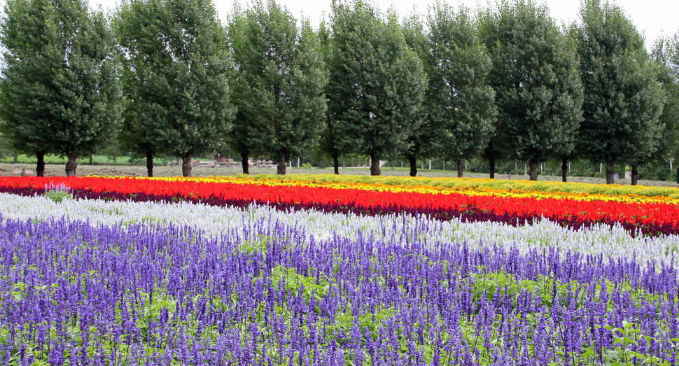 にぎやかな花人の畑 ファーム日誌 花畑の紹介 北海道のラベンダー畑 ファーム富田 オフィシャルサイト