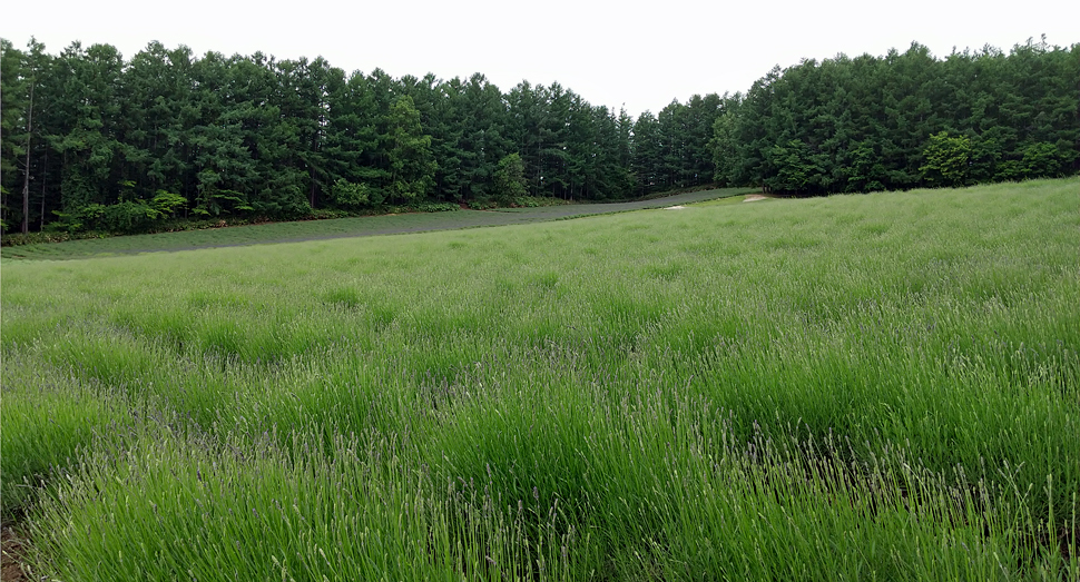 おかむらさきも色付き始めました ファーム日誌 花畑の紹介 北海道のラベンダー畑 ファーム富田 オフィシャルサイト おかむらさきも色付き始めました ファーム日誌 花畑の紹介 北海道のラベンダー畑 ファーム富田 オフィシャルサイト