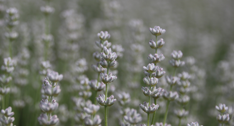 白いラベンダーもあります ファーム日誌 花畑の紹介 北海道のラベンダー畑 ファーム富田 オフィシャルサイト