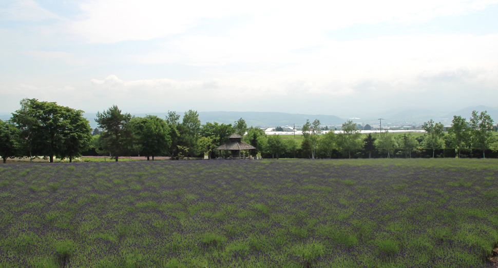 早咲のラベンダーがかなり濃く色づいてきています