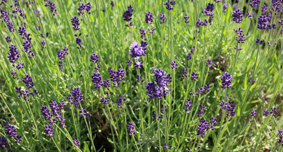 少し花を咲かせた濃紫早咲