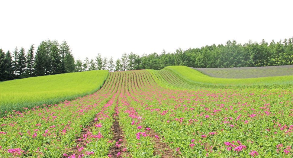 彩りの畑では小町草が咲き始めています