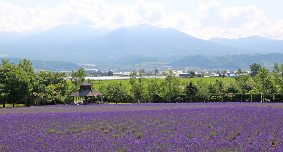 ラベンダー畑と十勝岳連峰