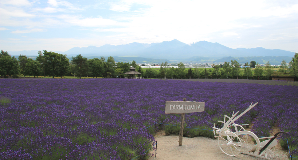 ラベンダー畑にミツバチがやってきました ファーム日誌 花畑の紹介 北海道のラベンダー畑 ファーム富田 オフィシャルサイト