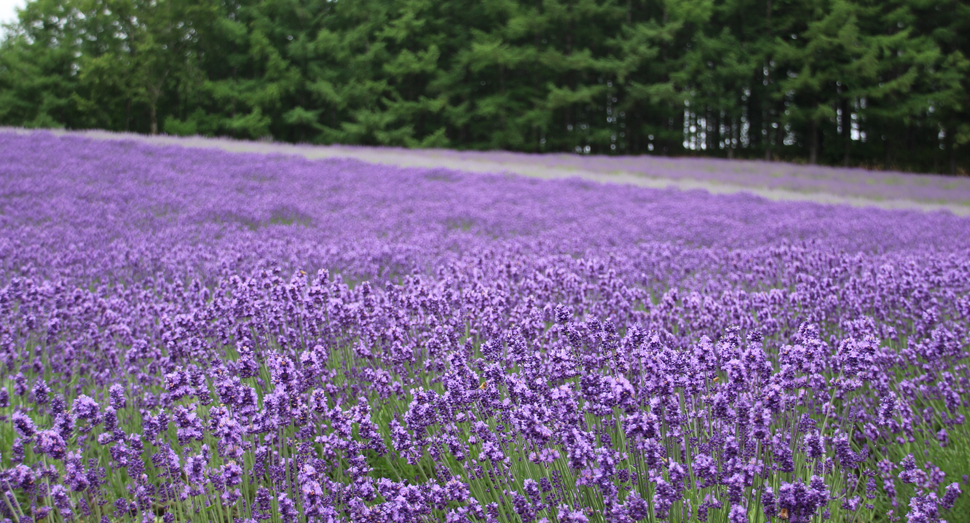トラディショナルラベンダー畑の濃紫早咲