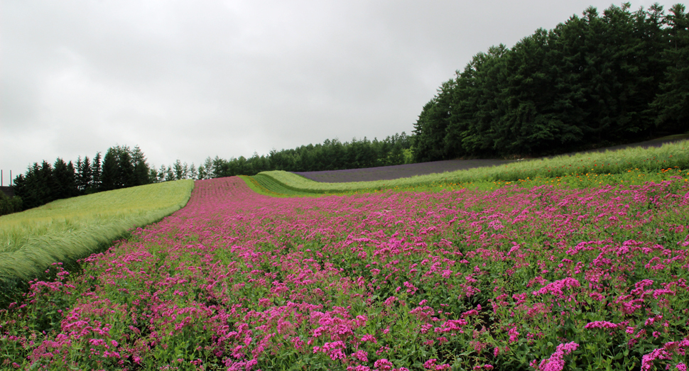 小町草が見頃を迎えています