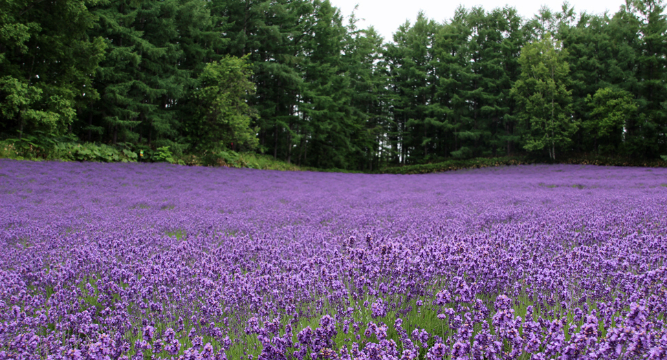 森の彩りの畑の濃紫早咲が満開です