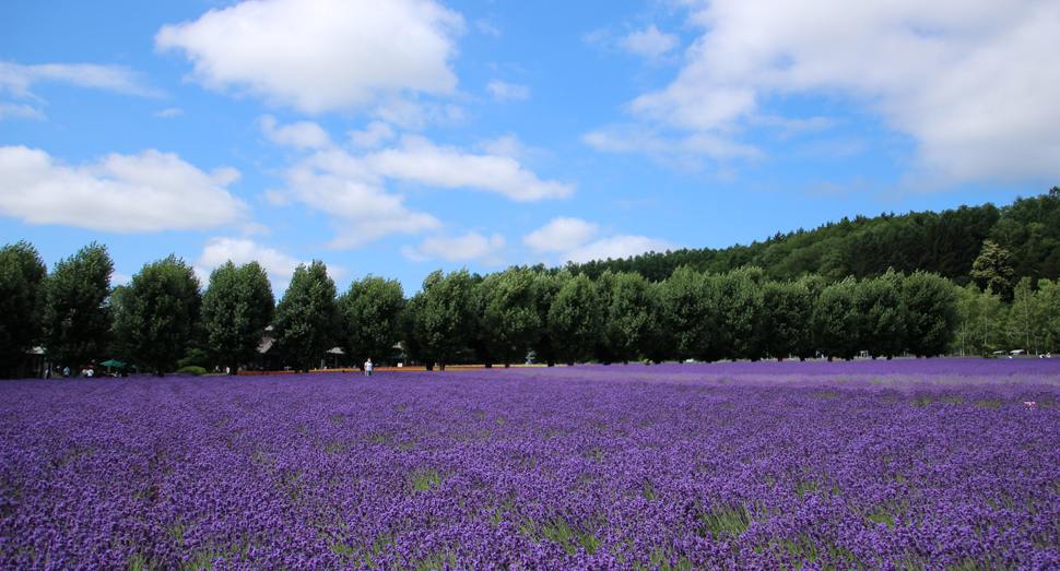 きれいな青空です ファーム日誌 花畑の紹介 北海道のラベンダー畑 ファーム富田 オフィシャルサイト きれいな青空です ファーム日誌 花畑の紹介 北海道のラベンダー畑 ファーム富田 オフィシャルサイト