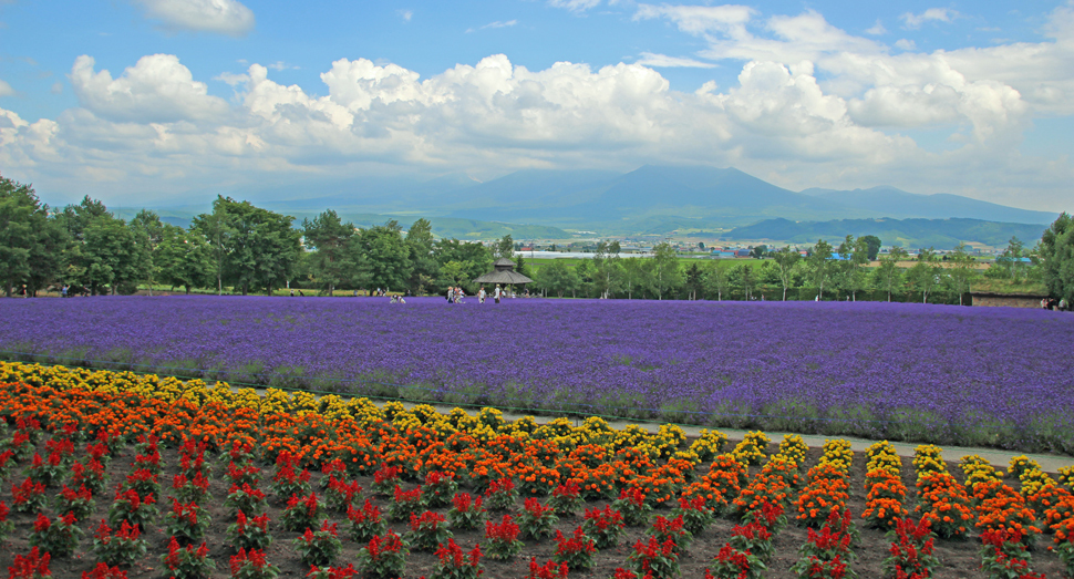 一面紫色です ファーム日誌 花畑の紹介 北海道のラベンダー畑 ファーム富田 オフィシャルサイト 一面紫色です ファーム日誌 花畑の紹介 北海道のラベンダー畑 ファーム富田 オフィシャルサイト