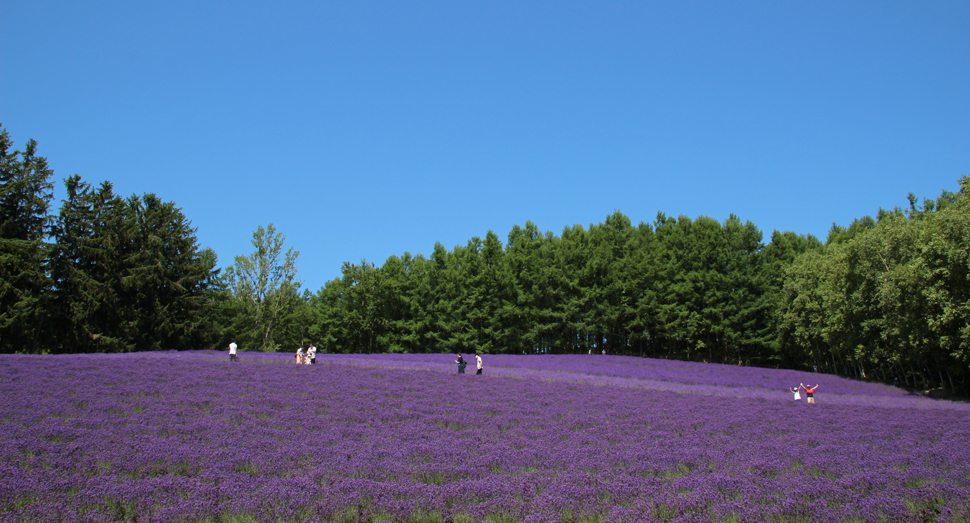 ラベンダーが見頃です ファーム日誌 花畑の紹介 北海道のラベンダー畑 ファーム富田 オフィシャルサイト