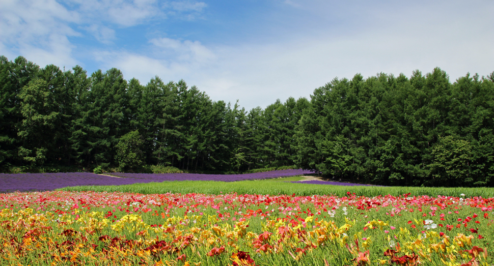 赤や黄の花々がまぶしい森の彩りの畑