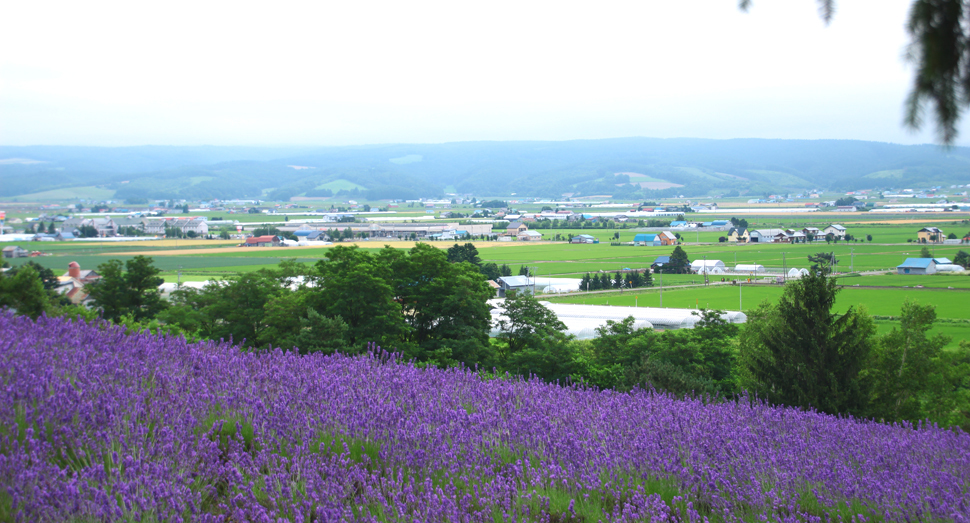 涼しい日和です ファーム日誌 花畑の紹介 北海道のラベンダー畑 ファーム富田 オフィシャルサイト