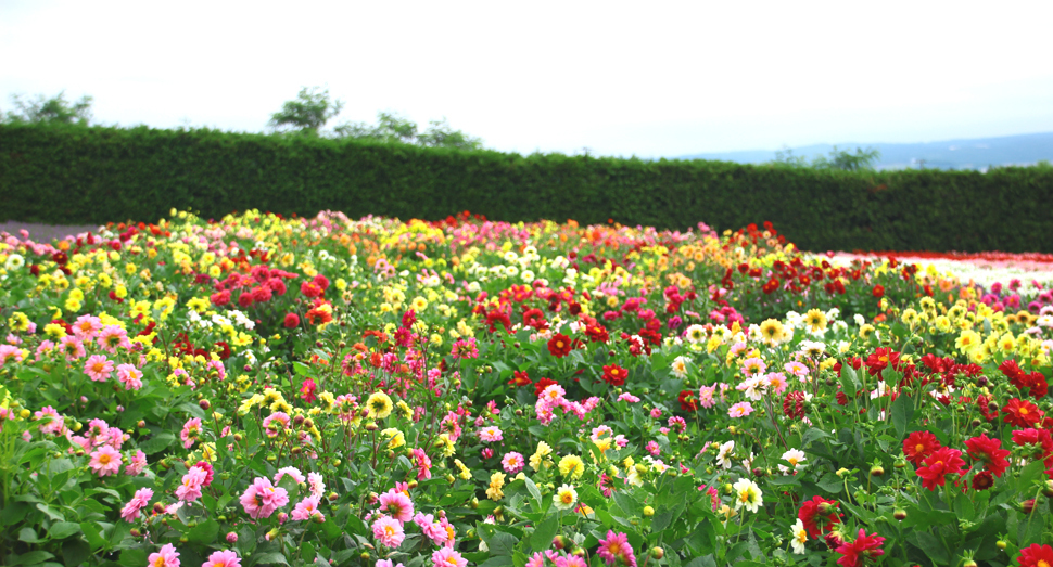 涼しい日和です ファーム日誌 花畑の紹介 北海道のラベンダー畑 ファーム富田 オフィシャルサイト