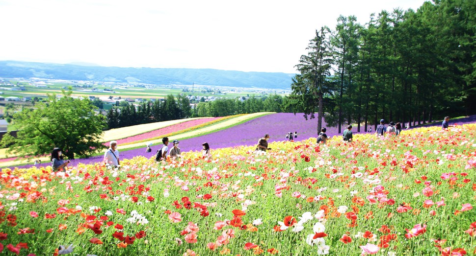 お花を楽しんでいます