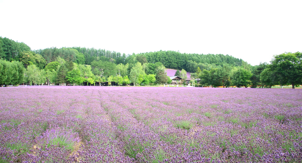 見頃のラベンダー畑