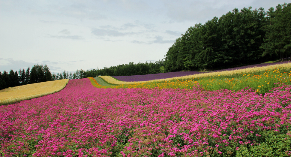 彩りの畑では小町草がまだまだ見頃です