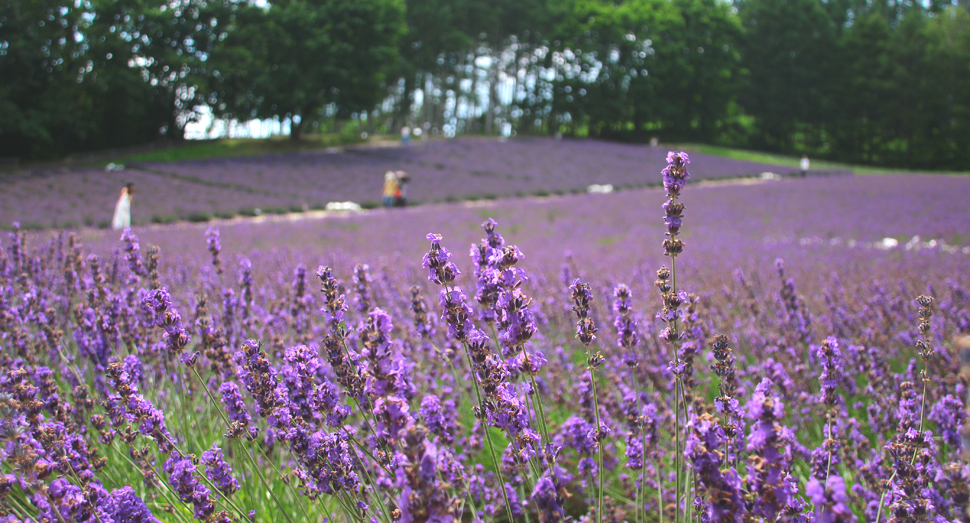 まだまだ見頃のラベンダー ファーム日誌 花畑の紹介 北海道のラベンダー畑 ファーム富田 オフィシャルサイト