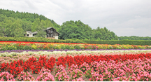 曇り空でも花達は元気いっぱいです