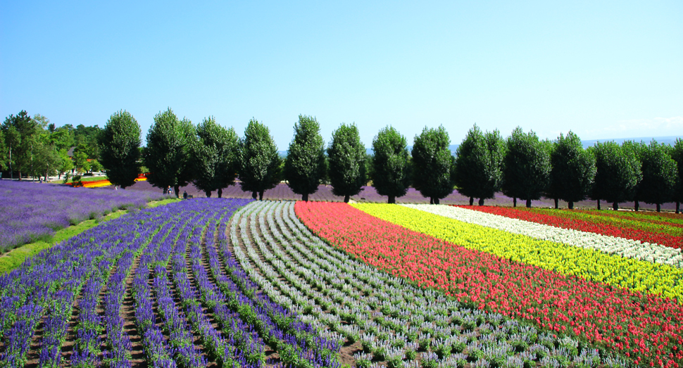 元気に成長中の花人の畑（花の舎・展望デッキより）