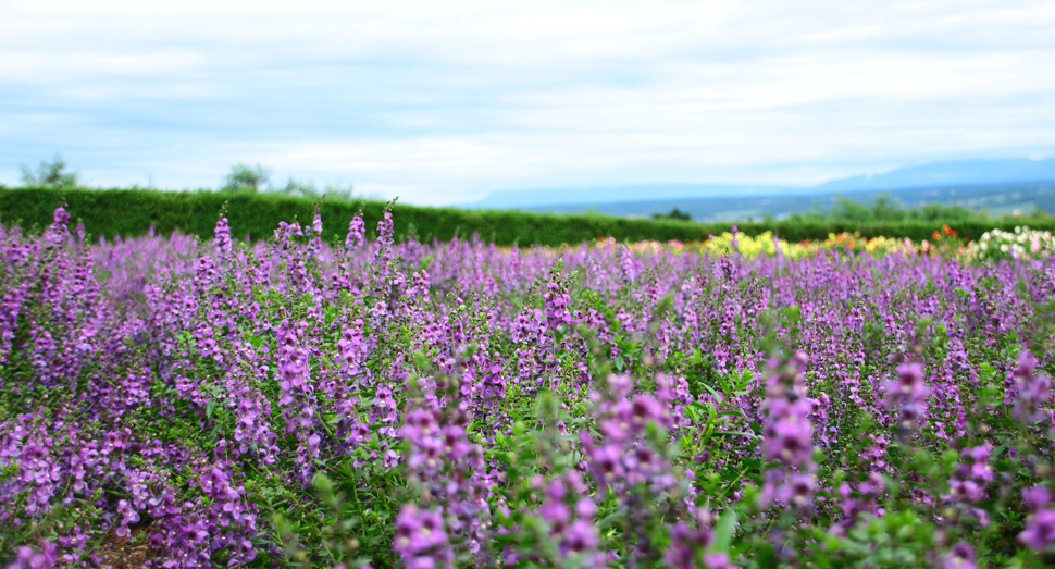 山の日です ファーム日誌 花畑の紹介 北海道のラベンダー畑 ファーム富田 オフィシャルサイト 山の日です ファーム日誌 花畑の紹介 北海道のラベンダー畑 ファーム富田 オフィシャルサイト