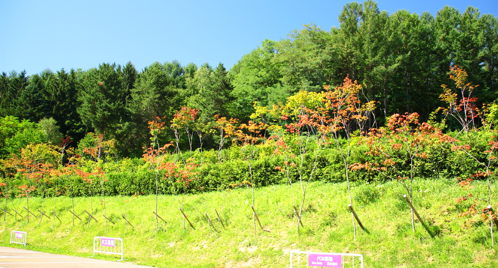 紅葉が始まりました