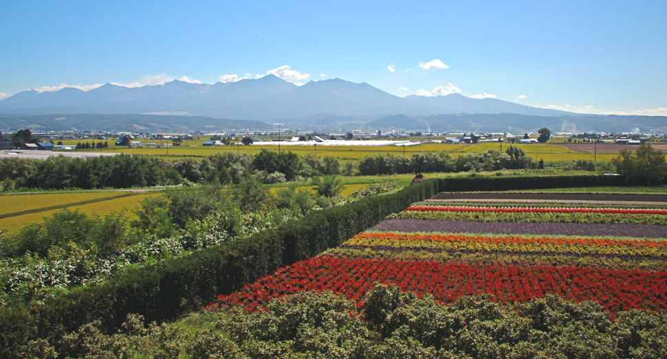 秋の彩りの畑と十勝岳連峰（香水の舎・展望デッキより）