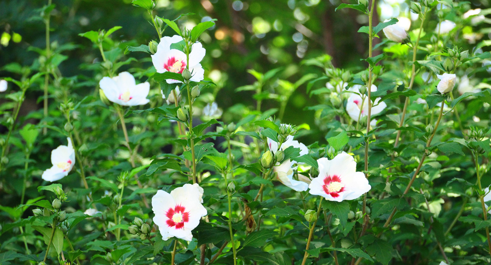 涼しげな花の白さに惹きつけられました