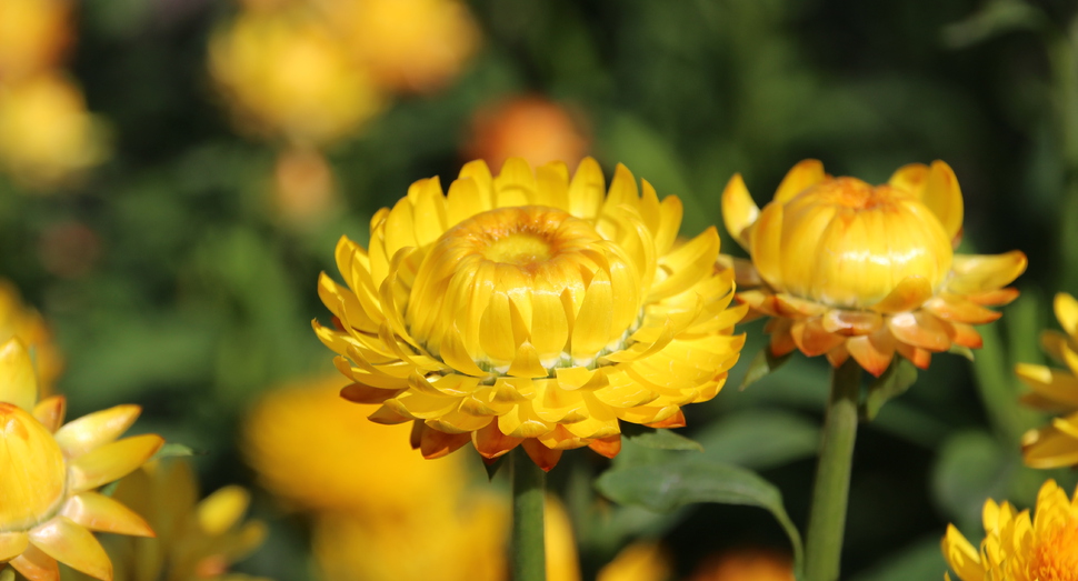 様々な花でにぎわう花人ガーデン ファーム日誌 花畑の紹介 北海道のラベンダー畑 ファーム富田 オフィシャルサイト