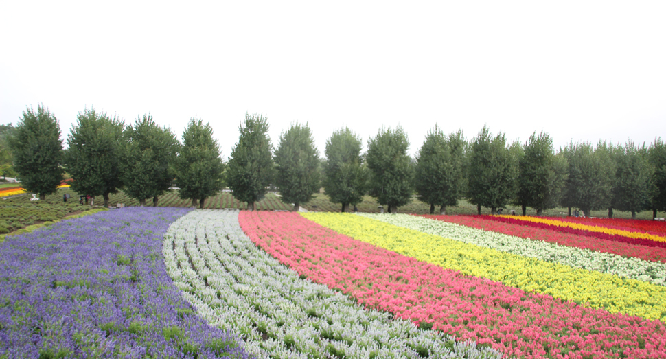 雨の日の花人の畑