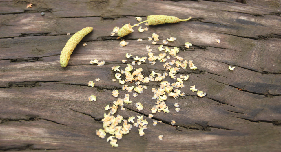 白樺が種をつけています ファーム日誌 花畑の紹介 北海道のラベンダー畑 ファーム富田 オフィシャルサイト 白樺が種をつけています ファーム日誌 花畑の紹介 北海道のラベンダー畑 ファーム富田 オフィシャルサイト