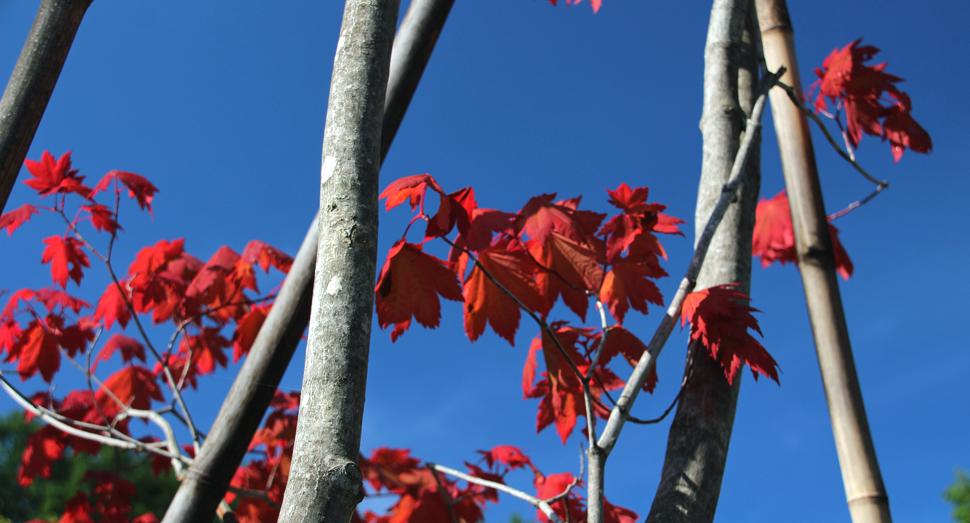 いつの間にか紅葉していました