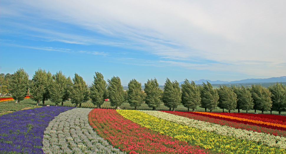 花人の畑の花達もまだまだ元気です