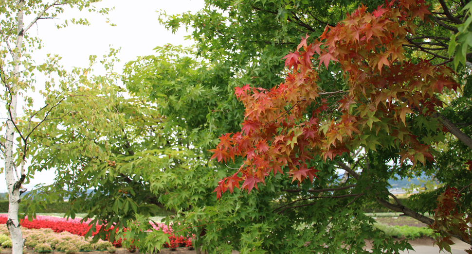 イタヤモミジが紅葉し始めていました