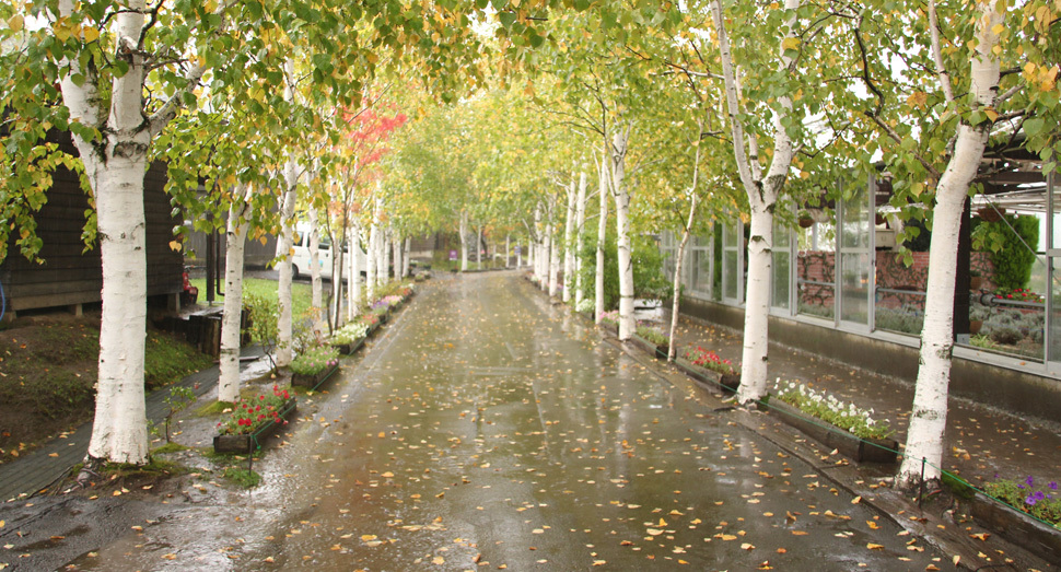 雨に濡れる白樺並木