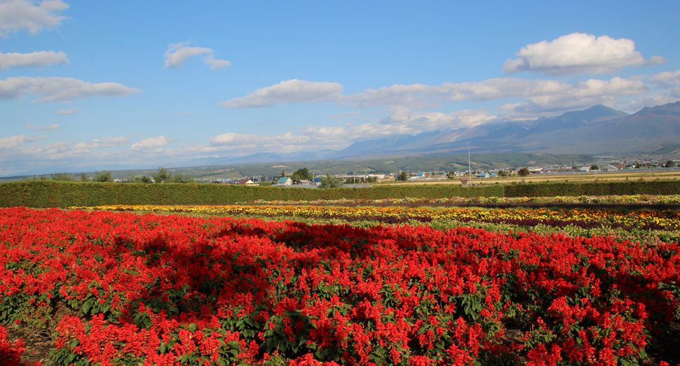 秋の彩りの畑と十勝岳連峰