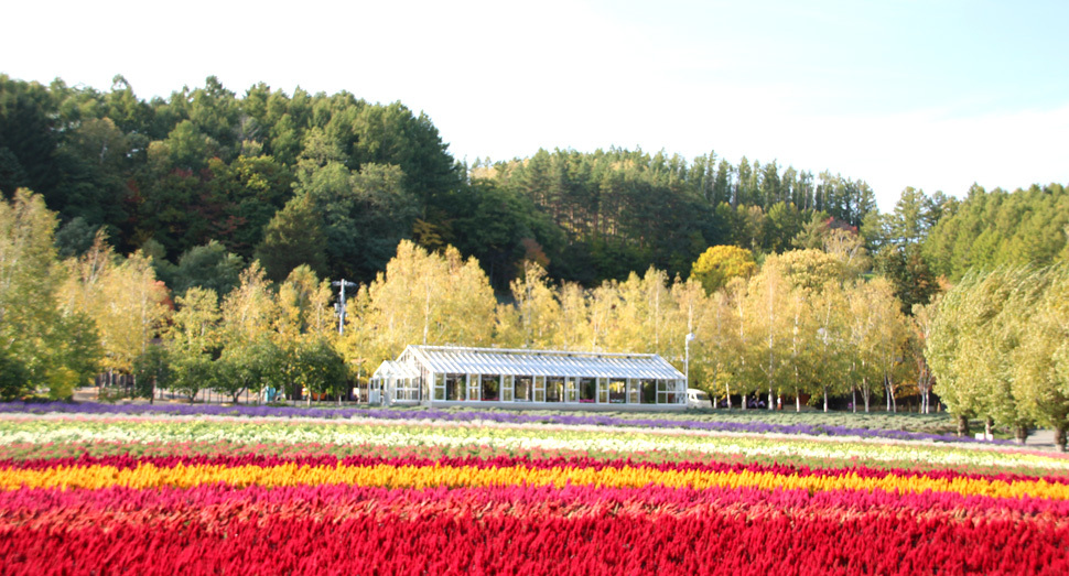 本日の花人の畑