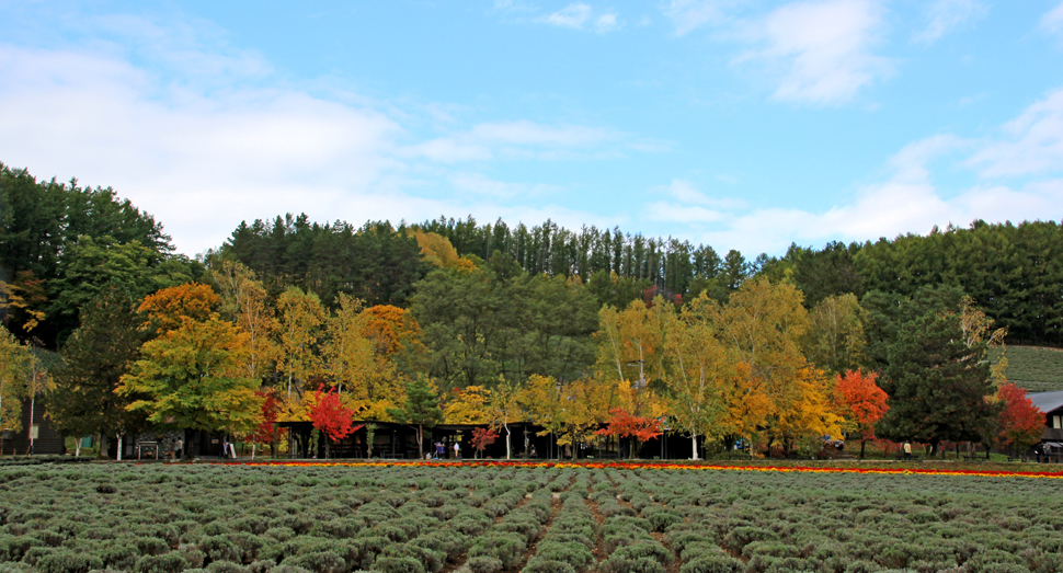 日々紅葉が進んでいます