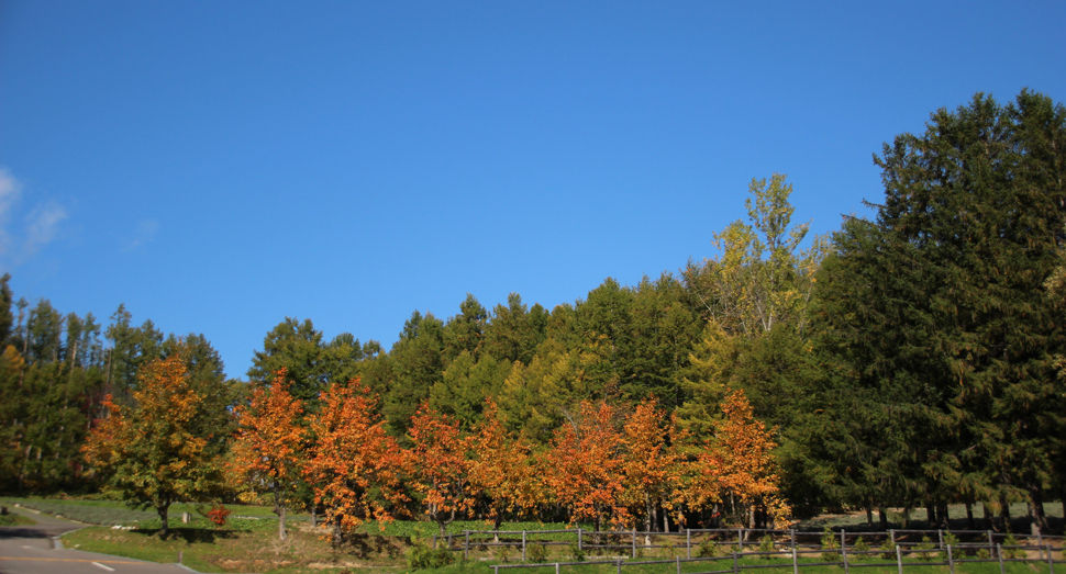 紅葉と青空