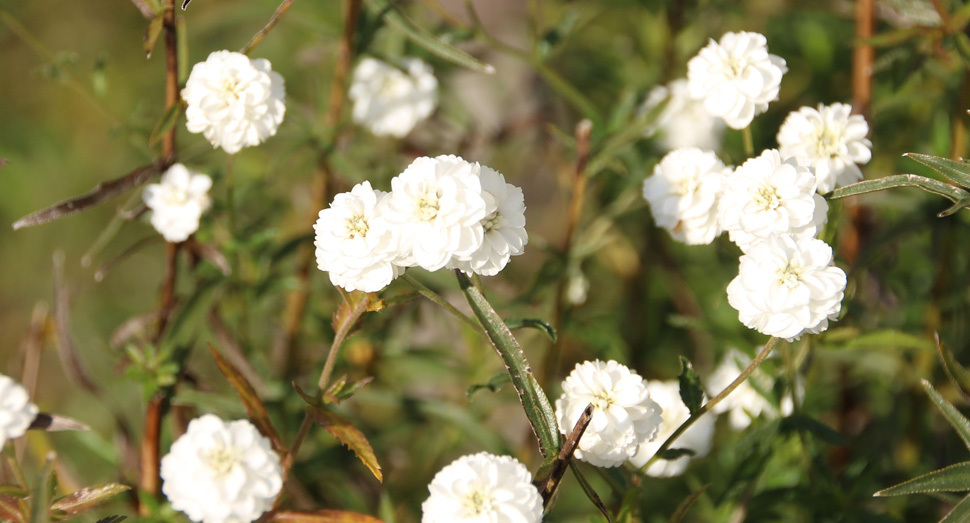 小さなアキレアの花が咲いています