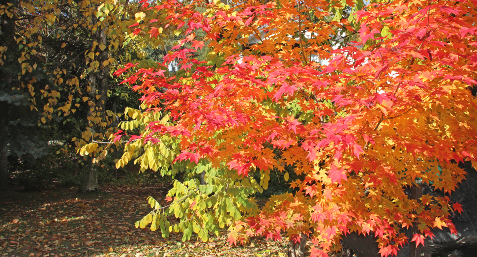 園内は色とりどりの秋模様です