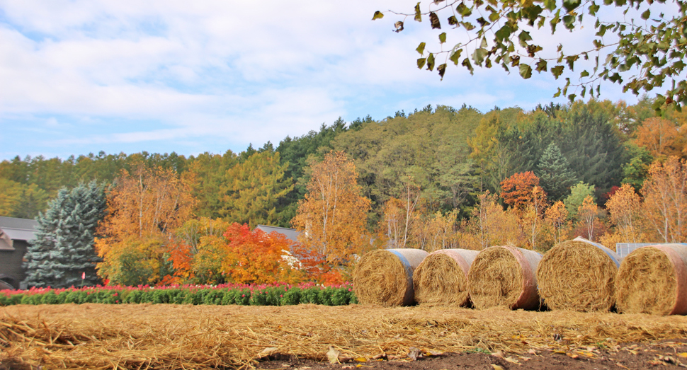 少しずつ秋から冬へ向かっています ファーム日誌 花畑の紹介 北海道のラベンダー畑 ファーム富田 オフィシャルサイト