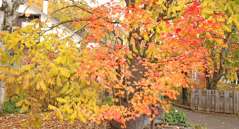 色とりどりの紅葉に惹きつけられます