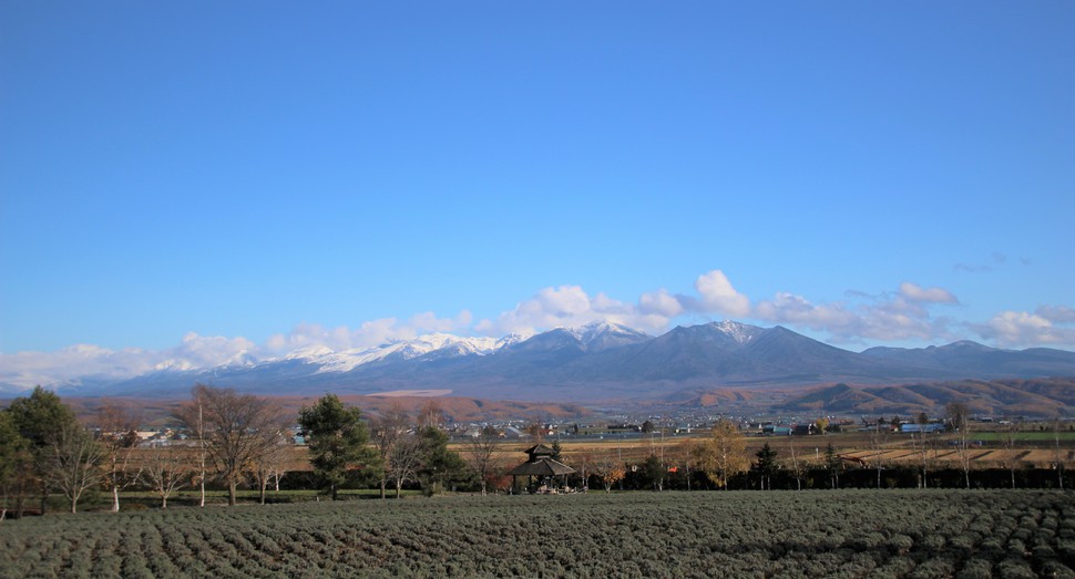 倖の畑のラベンダーと雪の十勝岳