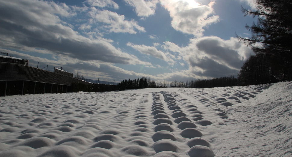 ラベンダーも雪に覆われています