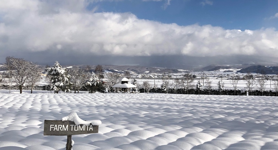 倖の畑のラベンダーも雪でポコポコ