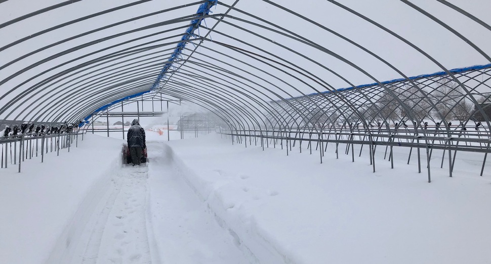 除雪機で雪を飛ばします