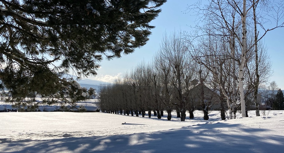 昨日の雪で看板が隠れました